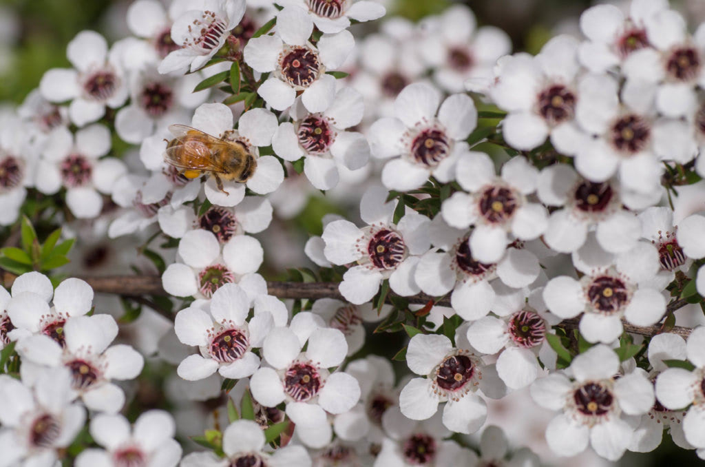 Manuka Honey – Why It’s The Ultimate Face Cleanser