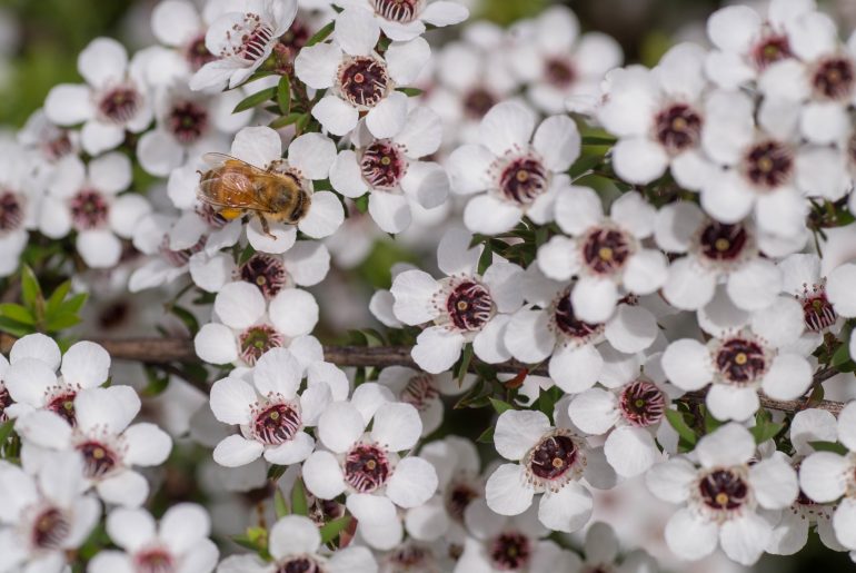 Honey Bee on Manuka Flower, from which honey with medicinal