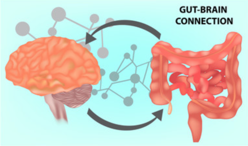Reduction In Gut Bacteria Species Linked To Depression