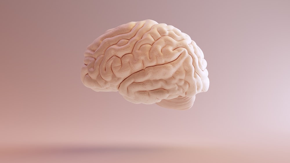 Human brain Anatomical Model 3d illustration